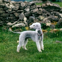 Picture of bedlington terrier standing in a field by a stone wall
