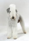 Picture of Bedlington Terrier, standing on white background