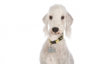 Picture of Bedlington Terrier wearing collar and name tag