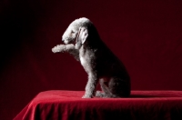 Picture of Bedlington Terrier with raised paw