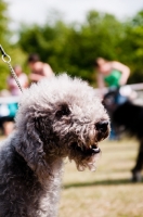 Picture of Bedlington Terrier 