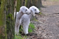 Picture of Bedlington Terriers in forest