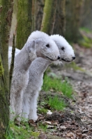 Picture of Bedlington Terriers in forest