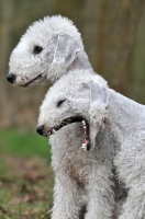 Picture of Bedlington Terriers, one yawning