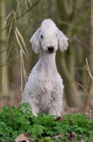 Picture of Bedlington Terrier