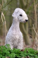 Picture of Bedlington Terrier