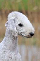 Picture of Bedlington Terrier