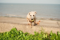 Picture of Bedlington x Whippet on beach