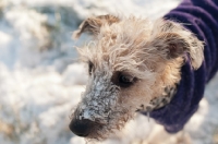 Picture of Bedlington x Whippet