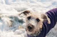 Picture of Bedlington x Whippet