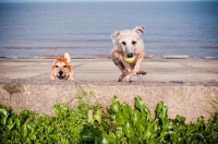 Picture of Bedlington x Whippet