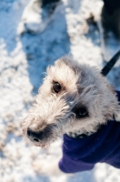 Picture of Bedlington x Whippet