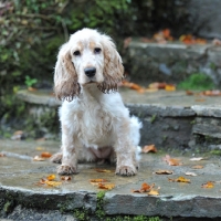 Picture of bedraggled cocker spaniel puppy, sat on steps