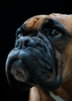 Picture of begging Boxer