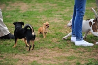 Picture of Behaviour, small puppy afraid of bigger and older pups, three dogs