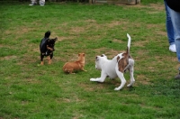 Picture of behaviour, three dogs, puppy school, 