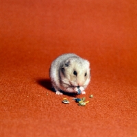 Picture of beige hamster eating sunflower seeds