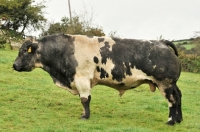 Picture of Belgian Blue bull, side view