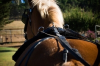 Picture of Belgian Draft horse, back view