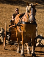 Picture of Belgian Draft horse pulling a cart. 