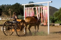 Picture of Belgian Draft horse training