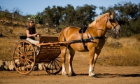 Picture of Belgian Draft horse with a cart standing. 