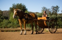 Picture of Belgian Draft horse with a cart standing. 