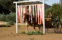 Picture of Belgian Draft horse