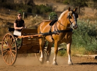 Picture of Belgian Draft horse