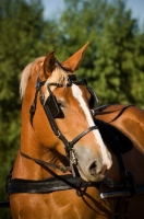 Picture of Belgian Draft horse