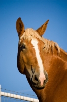 Picture of Belgian Draft horse