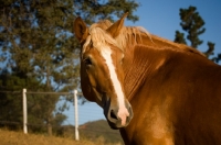 Picture of Belgian Draft horse