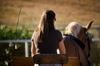 Picture of Belgian Draft horse