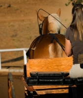 Picture of Belgian Draft horse