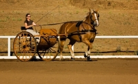 Picture of Belgian Draft horse