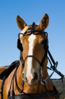 Picture of Belgian Draft horse