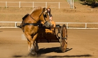 Picture of Belgian Draft horse