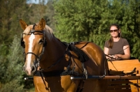 Picture of Belgian Draft horse