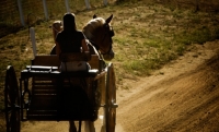 Picture of Belgian Draft horse