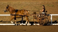 Picture of Belgian Draft horse