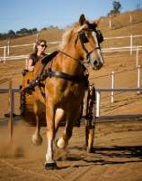 Picture of Belgian Draft horse