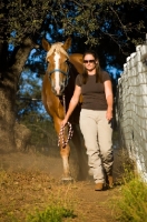 Picture of Belgian Draft horse