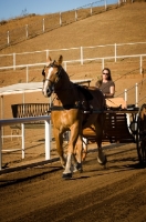 Picture of Belgian Draft horse