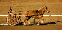 Picture of Belgian Draft horse