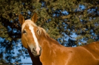 Picture of Belgian Draft horse