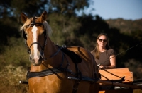 Picture of Belgian Draft horse