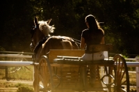 Picture of Belgian Draft horse