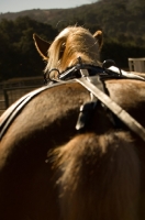 Picture of Belgian Draft horse