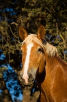 Picture of Belgian Draft horse