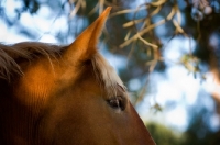 Picture of Belgian Draft horse